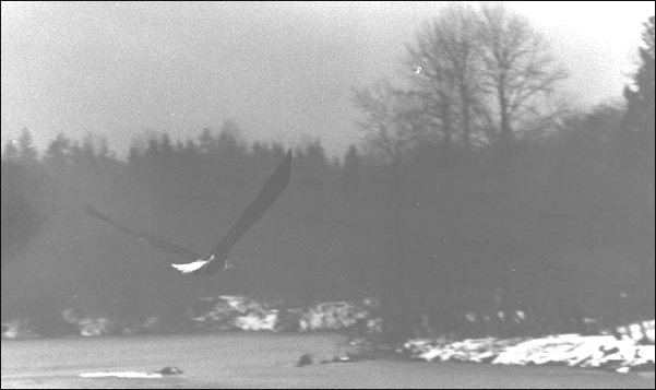 (An eagle searches for fish on the Skagit river)